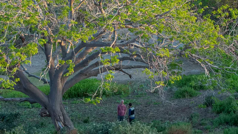Cuidados com solo e vegetação recuperam vitalidade da Caatinga