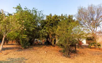 Cidades que cultivam o futuro: o poder do verde urbano contra a fome e o clima