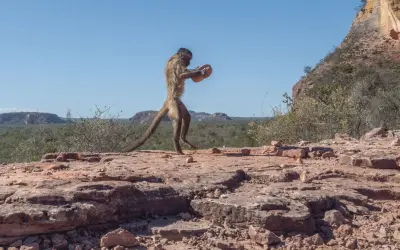 Cultura animal: macacos e baleias inspiram novas estratégias de conservação