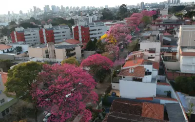 Curitiba tem 330 mil árvores nas ruas. Consulta quer opinião da população
