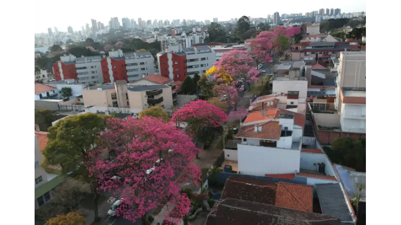 Curitiba tem 330 mil árvores nas ruas. Consulta quer opinião da população