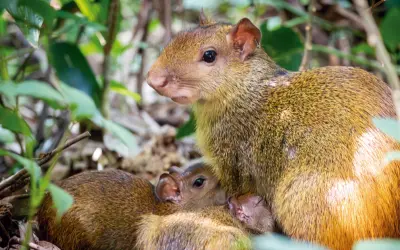 Da defaunação à desextinção: o retorno dos animais perdidos