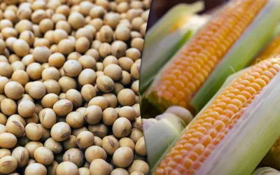 Datagro aponta queda na produção de soja e de milho no Brasil em 2024