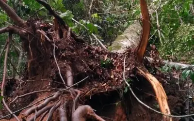 Degradação florestal: tempestades de vento podem contribuir