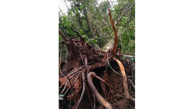 Degradação florestal: tempestades de vento podem contribuir