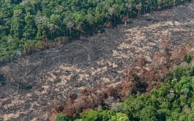 Demanda do Centro-Sul por produção agropecuária pressiona desmatamento na Amazônia