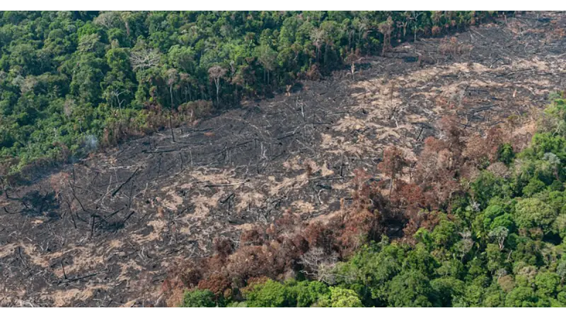 Demanda do Centro-Sul por produção agropecuária pressiona desmatamento na Amazônia