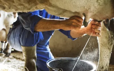 Demanda externa por carnes Brasileiras está mais forte que nunca