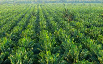 Dendezeiros avançam no Pará e floresta diminuí