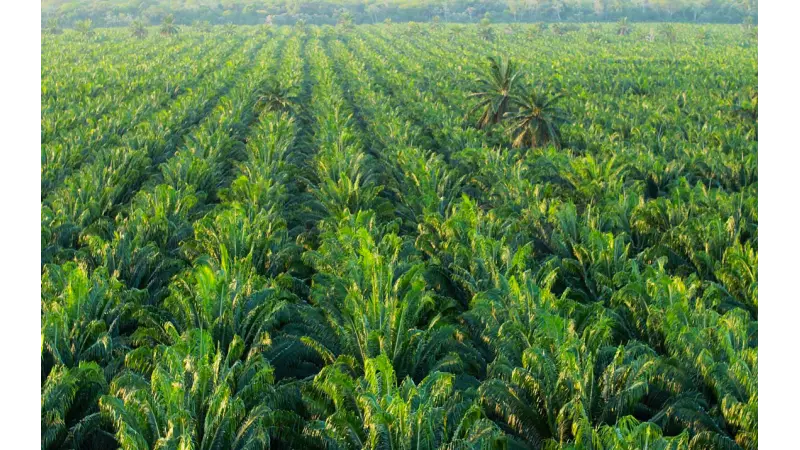 Dendezeiros avançam no Pará e floresta diminuí