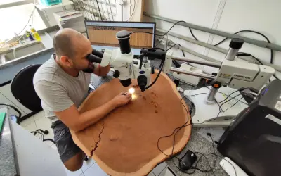 As árvores não mentem: dendrocronologia revela extremos climáticos inéditos na Amazônia