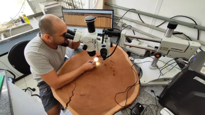 As árvores não mentem: dendrocronologia revela extremos climáticos inéditos na Amazônia
