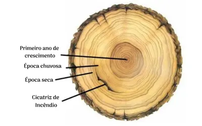 Dendrocronologia: estudando o passado através das árvores