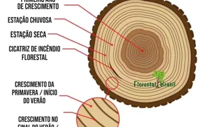 Dendrocronologia