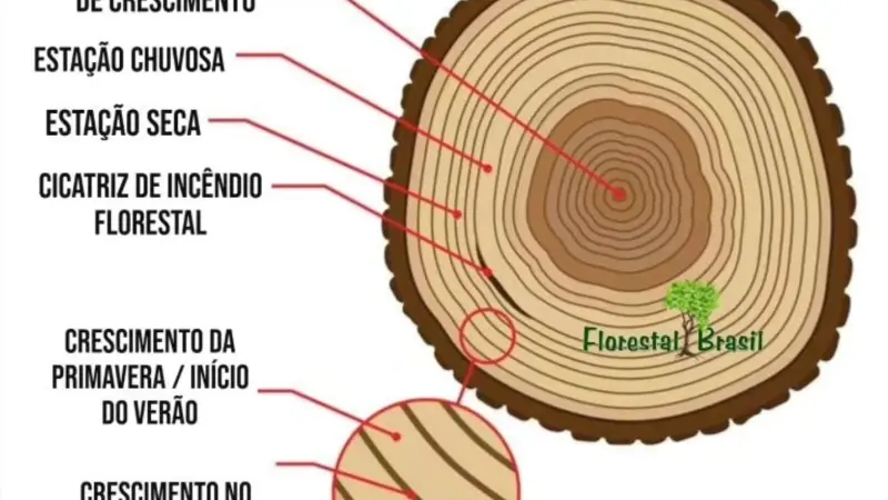 Dendrocronologia