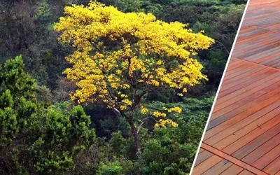 Desafios da Exploração Sustentável do Ipê no Pará: Alertas sobre a Cadeia Econômica