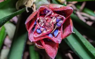 Descoberta de uma nova espécie de Bromélia na Mata Atlântica