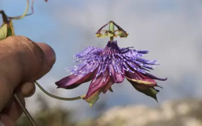 Descoberta de uma rara nova espécie de maracujá das montanhas