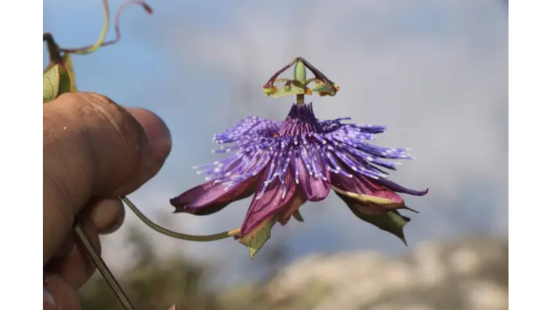 Descoberta de uma rara nova espécie de maracujá das montanhas