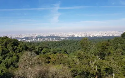 Descubra se há Mata Atlântica na sua cidade