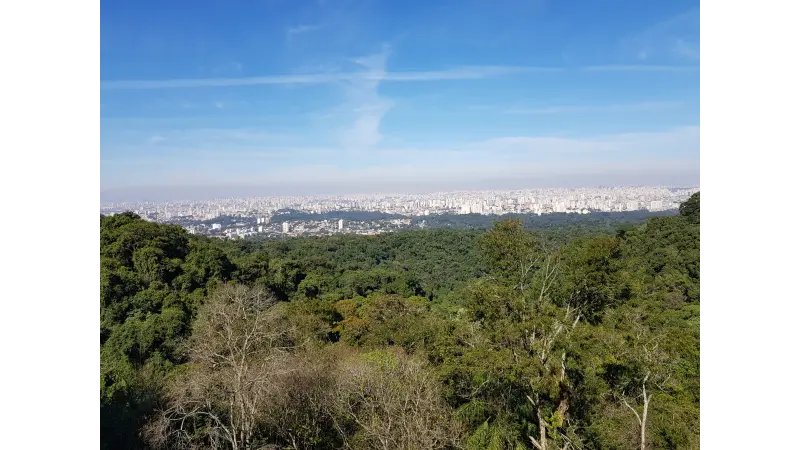 Descubra se há Mata Atlântica na sua cidade