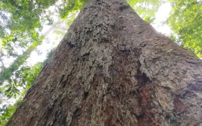 Desenvolvida Inteligência Artificial que reconhece espécies amazônicas pela casca das árvores