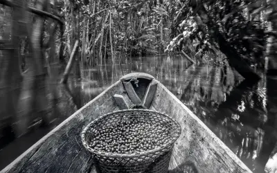 Desenvolvimento sustentável sem destruição na Amazônia