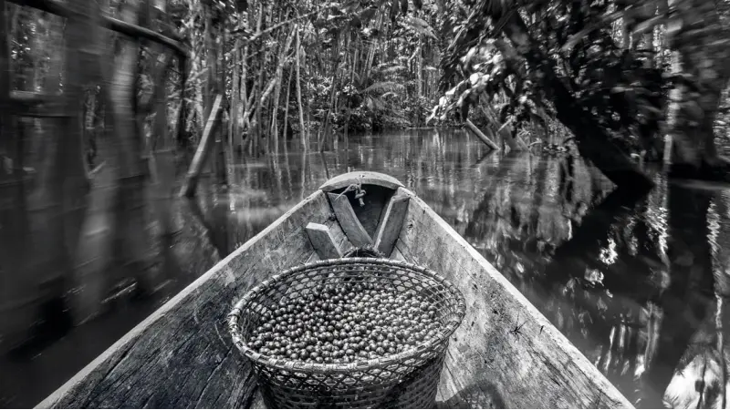 Desenvolvimento sustentável sem destruição na Amazônia