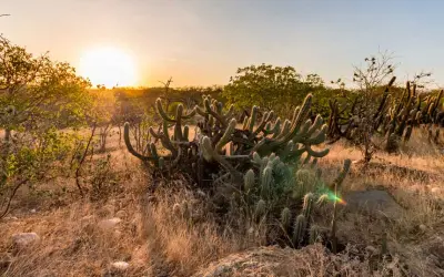 Desertificação na Caatinga reduz em mais de 50% a funcionalidade do solo
