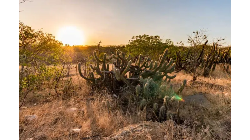 Desertificação na Caatinga reduz em mais de 50% a funcionalidade do solo