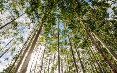 O "deserto verde" no Cerrado: avanço do eucalipto seca nascentes e expulsa pequenos produtores