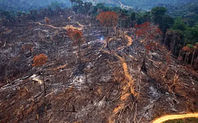 Desmatamento cai 32,4% no Brasil em 2024, mas Cerrado ainda lidera perdas