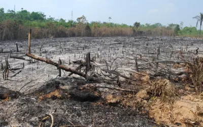 Desmatamento e queimadas voltam a aumentar na Amazônia