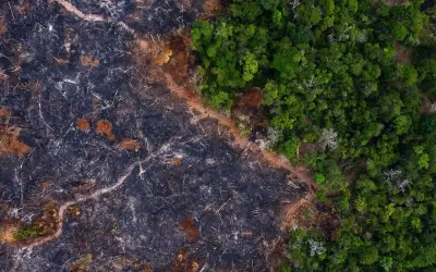 Desmatamento na Amazônia Cai 30,6% em Um Ano: Um Marco para a Conservação Ambiental
