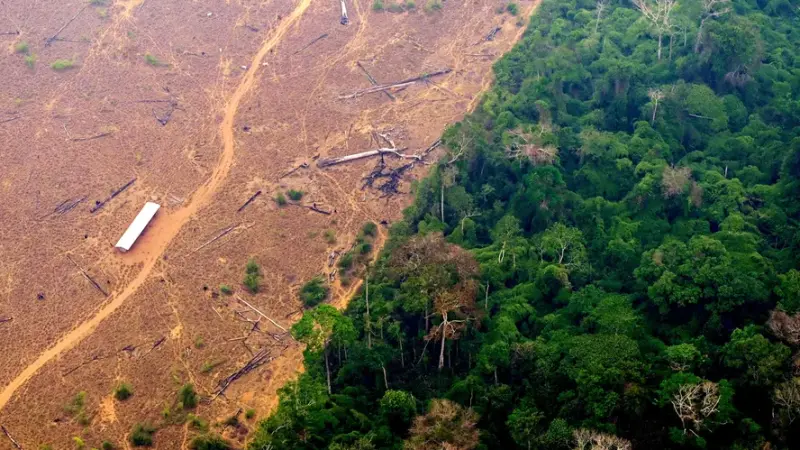 Desmatamento na Amazônia cai 63% no primeiro bimestre, mas os problemas continuam