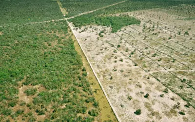 Desmatamento na Amazônia tem queda de 60% no primeiro semestre, aponta Imazon
