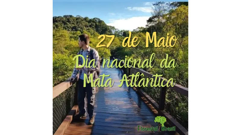 Desmatamento na Mata Atlântica cresceu 66% em um ano