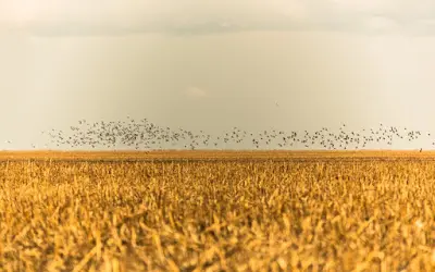 Desmatamento no cerrado anula ganhos climáticos na Amazônia