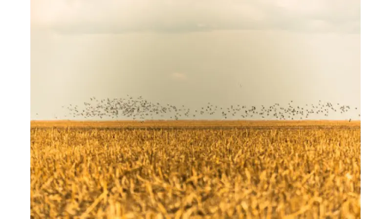 Desmatamento no cerrado anula ganhos climáticos na Amazônia