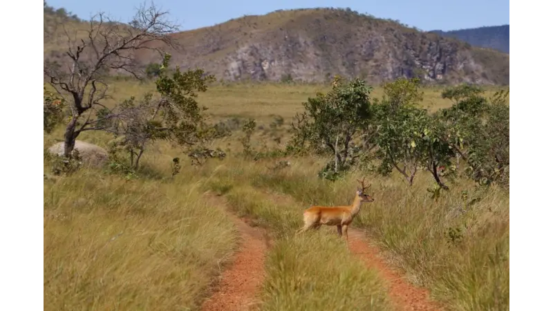 Desmatamento no Cerrado em 2020 responde por um terço da área total