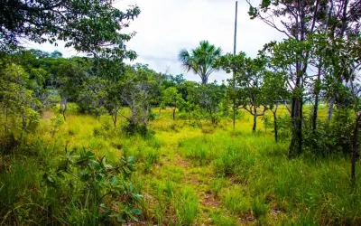 Efeito telhado: desmatamento na transição Cerrado-Amazônia ameaça a segurança hídrica do agronegócio