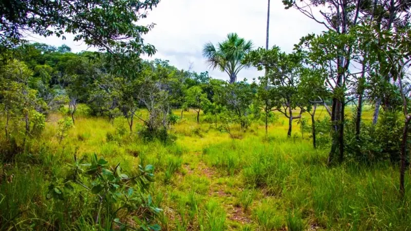 Efeito telhado: desmatamento na transição Cerrado-Amazônia ameaça a segurança hídrica do agronegócio