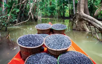 Desmatamento verde: Açaí