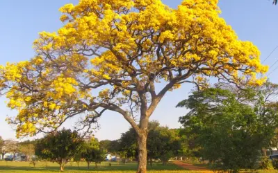 21 de setembro – Dia da Árvore