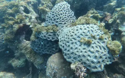 Diante de perdas recordes de corais, nova coalizão busca restaurar ecossistemas marinhos no Brasil
