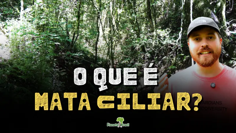 Entenda a diferença na prática: Mata Ciliar, APP e Reserva Legal