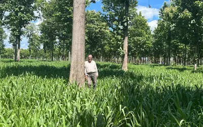 Dinheiro dá em árvores e garante lucro verde e um futuro sustentável através da ILPF