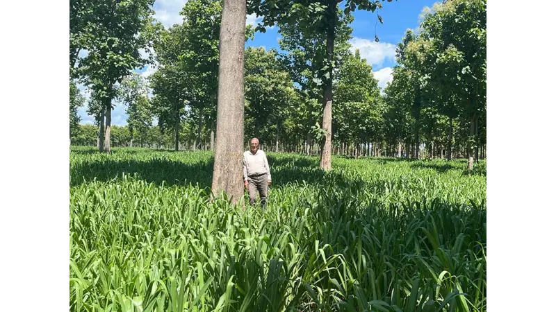 Dinheiro dá em árvores e garante lucro verde e um futuro sustentável através da ILPF