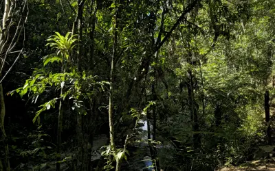 Diversidade faltante: Estudo global revela impacto oculto das atividades humanas sobre a vegetação