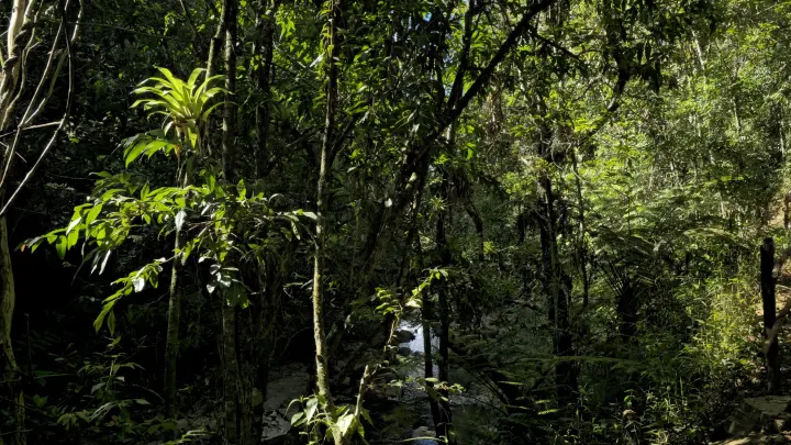 Diversidade faltante: Estudo global revela impacto oculto das atividades humanas sobre a vegetação
